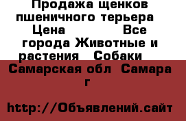 Продажа щенков пшеничного терьера › Цена ­ 30 000 - Все города Животные и растения » Собаки   . Самарская обл.,Самара г.